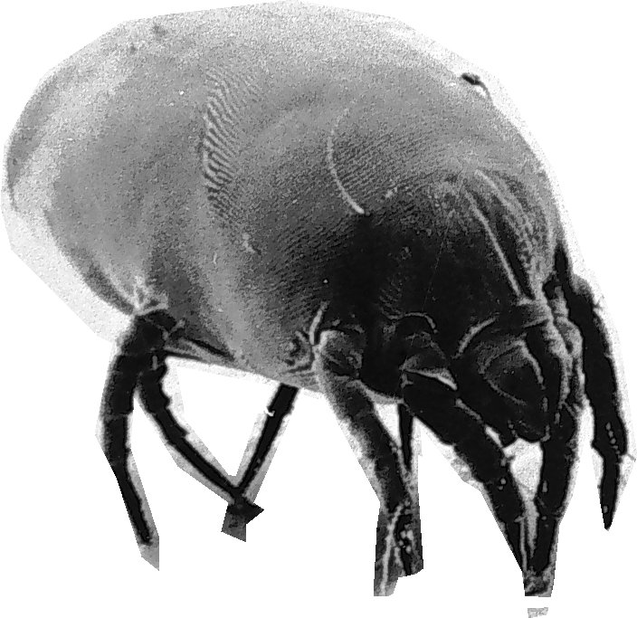 Dust mite